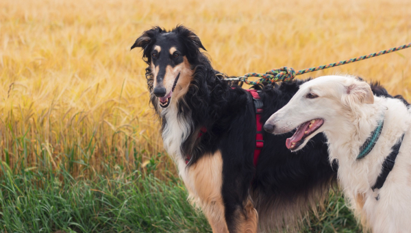 "Neues von Masha und Yuri"